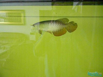 龍魚水霉病的治療周期（龍魚水霉病怎么治療）