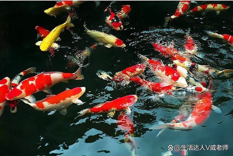 錦鯉最怕三個(gè)東西