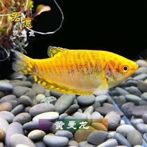 黃曼龍魚肚子多大產卵圖片【黃曼龍魚產卵前的飲食管理參考】