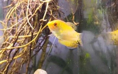 黃曼龍魚肚子多大產卵圖片【黃曼龍魚產卵前的飲食管理參考】