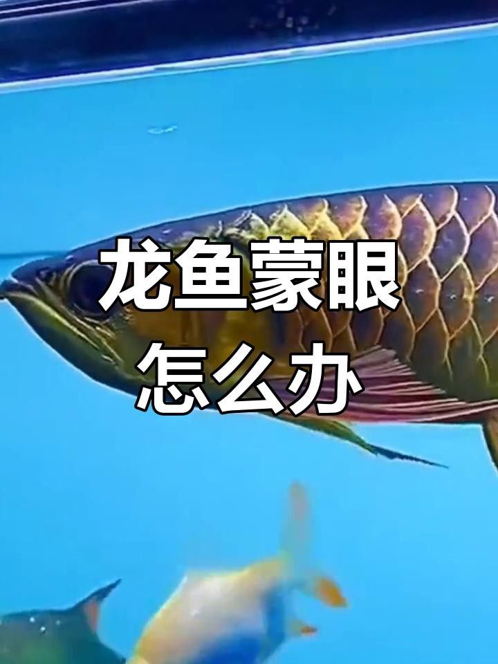 龍魚眼睛白膜中期如何處理？