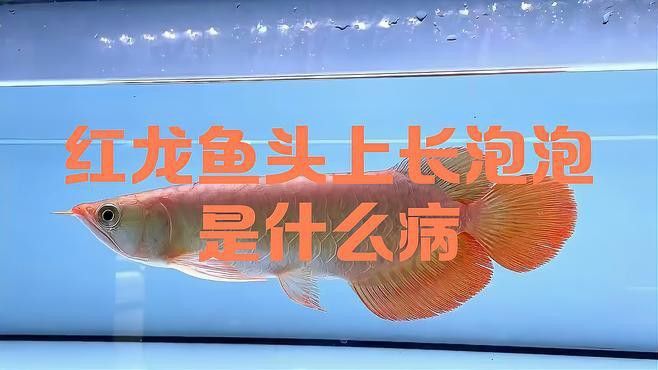 治療龍魚水泡病需要多長時間？