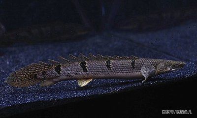 恐龍魚小型：小型恐龍魚是一類適合家庭飼養的觀賞魚，恐龍魚品種顏色差異