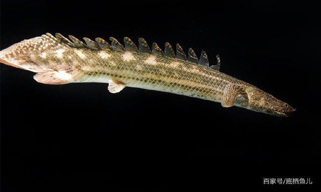 恐龍魚小型：小型恐龍魚是一類適合家庭飼養的觀賞魚，恐龍魚品種顏色差異