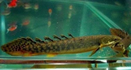恐龍魚小型：小型恐龍魚是一類適合家庭飼養的觀賞魚，恐龍魚品種顏色差異
