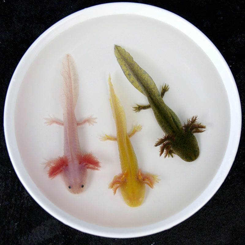 恐龍魚小型：小型恐龍魚是一類適合家庭飼養的觀賞魚，恐龍魚品種顏色差異