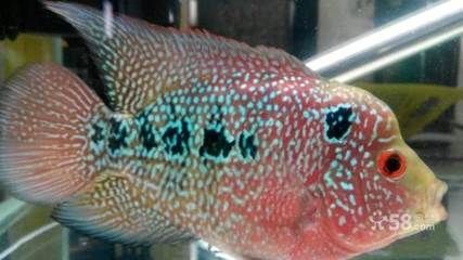 龍魚30公分長到40公分 要多長時間【30公分長到40公分的龍魚生長速度會影響生長速度】