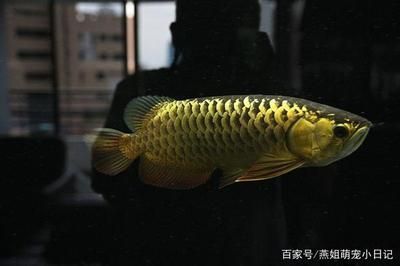 金龍魚為什么賣這么貴呢，金龍魚價(jià)格為什么居高不下