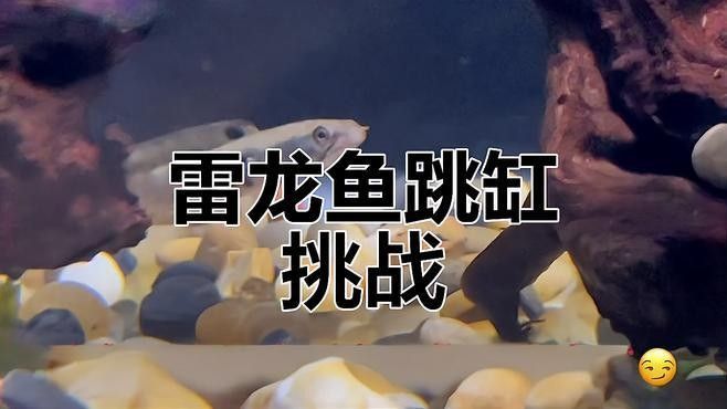 雷龍魚跳缸是什么原因