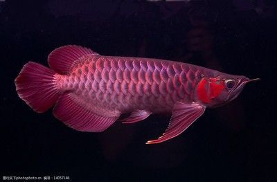 金龍魚中國總部在哪里：金龍魚中國總部的歷史與發展