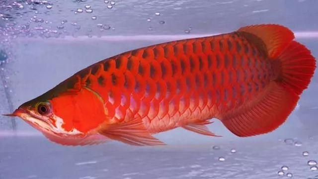 龍魚不用加熱棒可以嗎:人工飼養(yǎng)龍魚需要安裝加熱棒 龍魚百科 第6張 龍魚不用加熱棒可以嗎:人工飼養(yǎng)龍魚需要安裝加熱棒 龍魚不用加熱棒可以嗎:人工飼養(yǎng)龍魚需要安裝加熱棒 龍魚百科 第6張