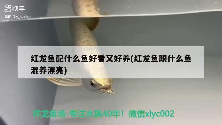 紅龍魚配什么魚好看又好養(紅龍魚跟什么魚混養漂亮)