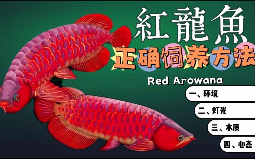 深海紅龍魚養殖需要多大的魚缸？
