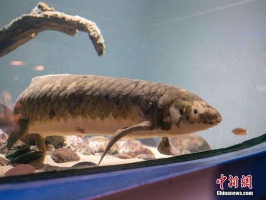 龍魚鱗片分布圖高清：龍魚鱗片分布圖，結構與功能的完美結合