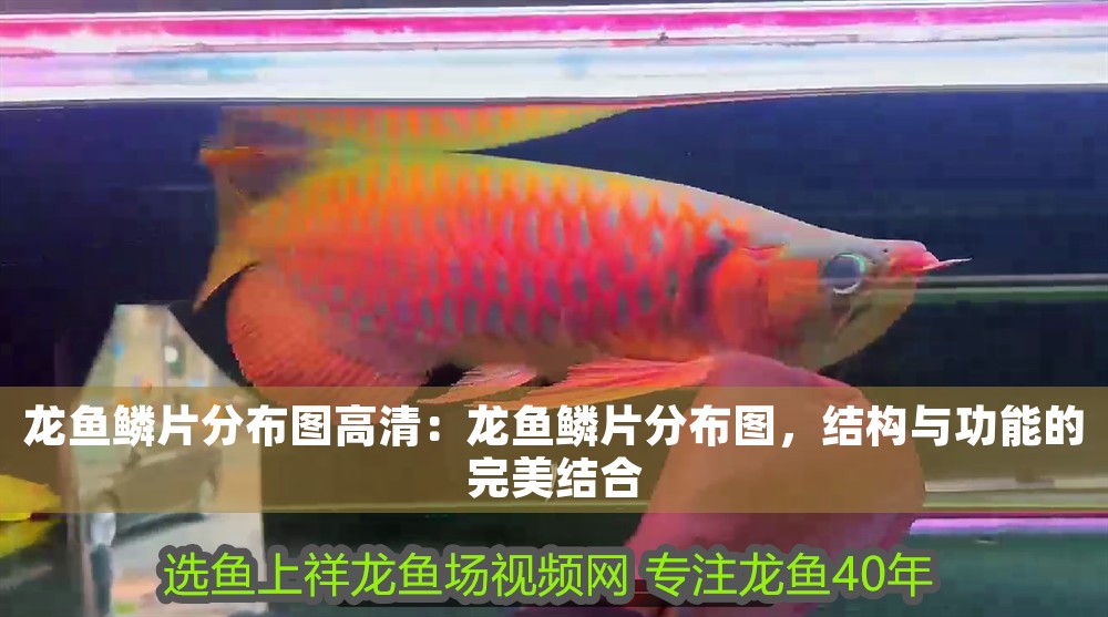 龍魚鱗片分布圖高清：龍魚鱗片分布圖，結構與功能的完美結合