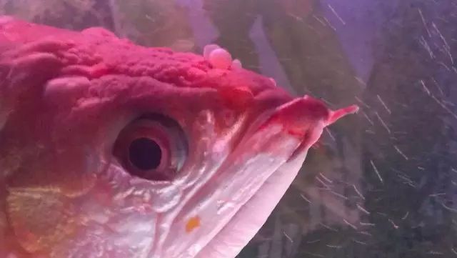 龍魚吃食物為什么要吐泡沫：龍魚吃食物后為什么要吐泡沫