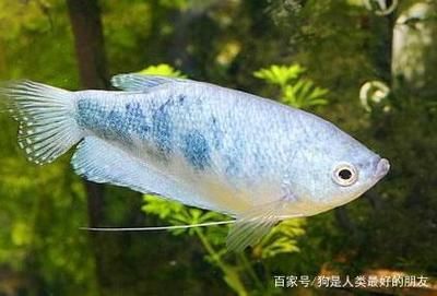 龍魚吃食物為什么要吐泡沫：龍魚吃食物后為什么要吐泡沫