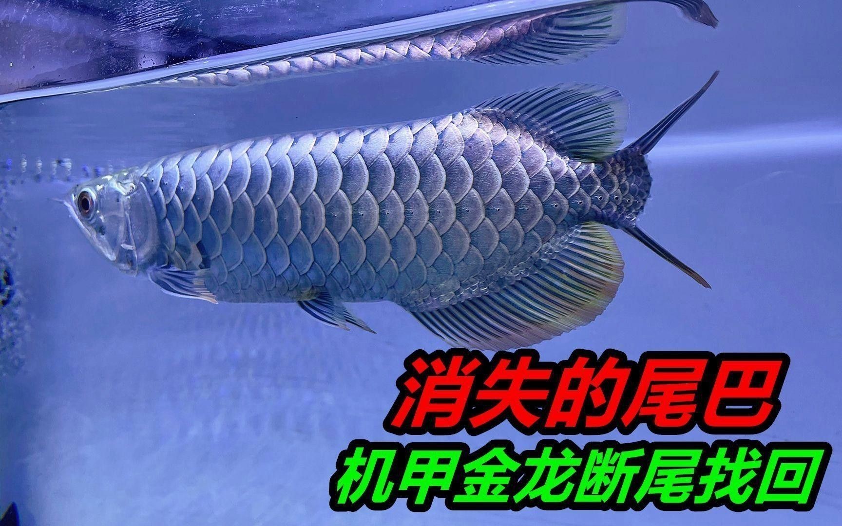寶石金龍魚(yú)有哪些經(jīng)典拍攝角度？