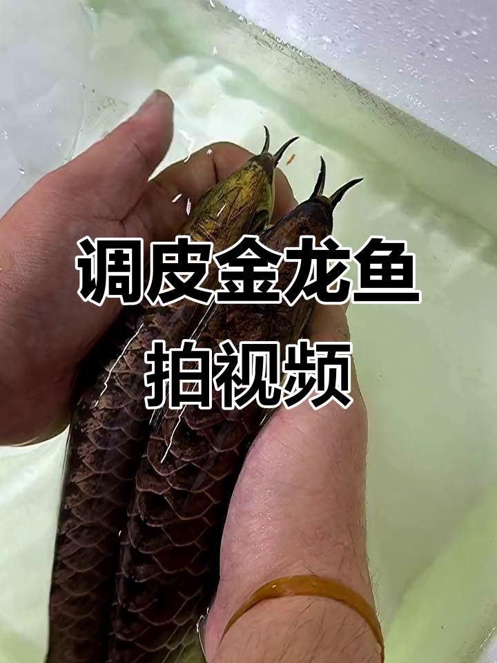 寶石金龍魚(yú)有哪些經(jīng)典拍攝角度？