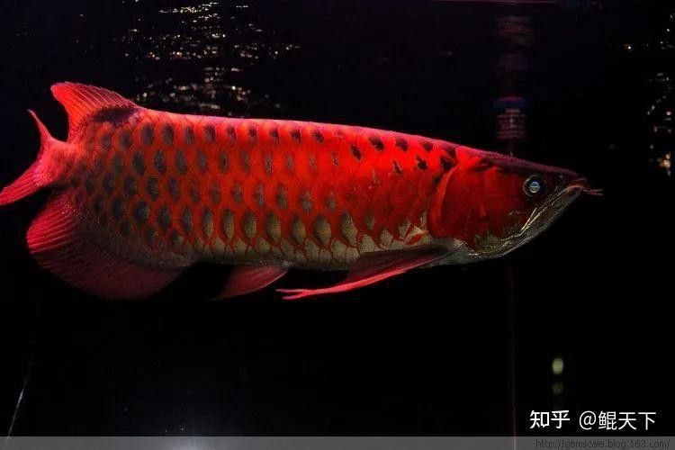 白金龍魚為什么被視為無價之寶？