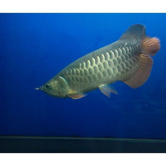 白金龍魚為什么被視為無價之寶？