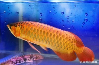 金龍魚是什么魚？多少錢一條？：金龍魚是什么魚