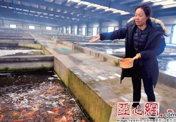 昌吉回族自治州龍魚養(yǎng)殖基地在哪里呀