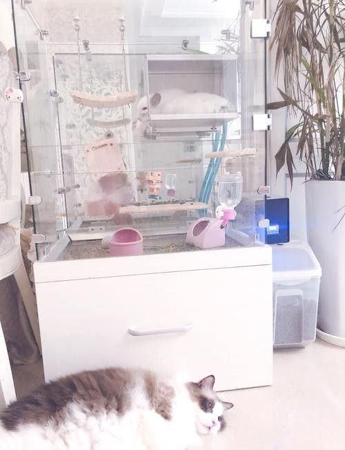 龍貓在不同季節如何調節溫度？