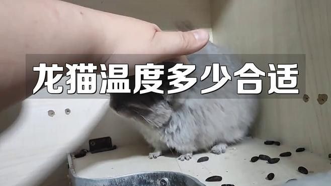 龍貓在不同季節如何調節溫度？