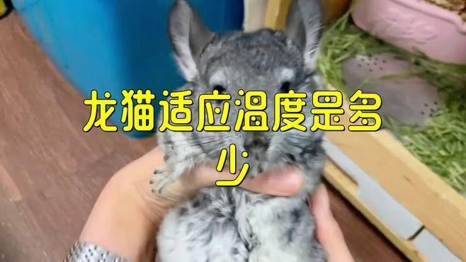 龍貓在不同季節如何調節溫度？
