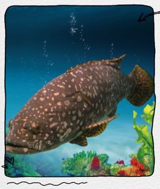 龍躉和龍膽是一種魚嗎