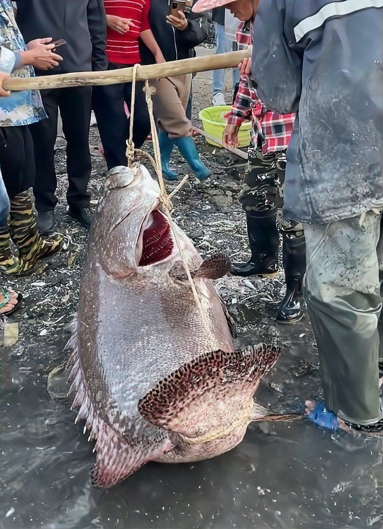 龍躉和龍膽是一種魚嗎