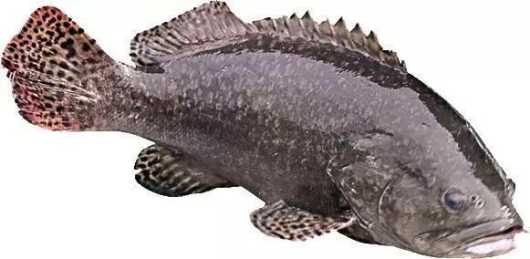 龍躉和龍膽是一種魚嗎