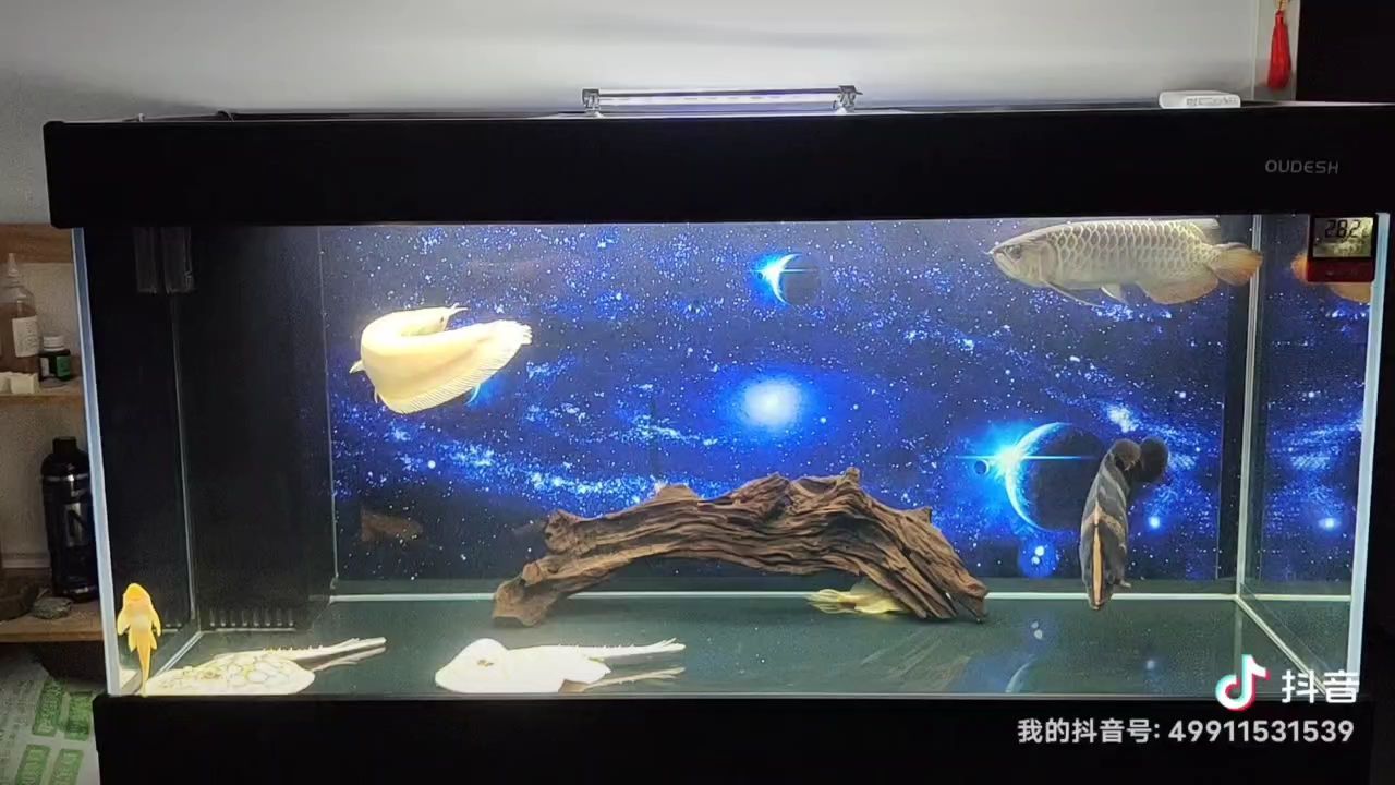 龍魚需要側燈嗎：龍魚使用頂燈還是側燈，專家建議使用頂燈，有助于龍魚發色