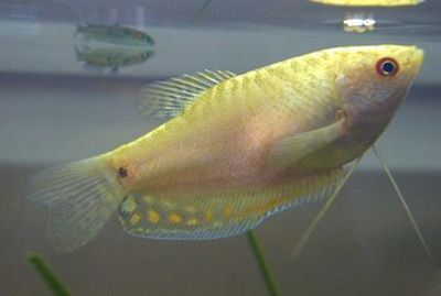 黃曼龍魚最低溫度適應能力：黃曼龍魚對水溫有著較高的要求