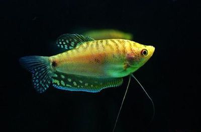 黃曼龍魚最低溫度適應能力：黃曼龍魚對水溫有著較高的要求