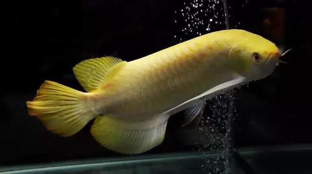 紅眼白子龍魚怎么養殖的：紅眼白子龍魚怎么養殖