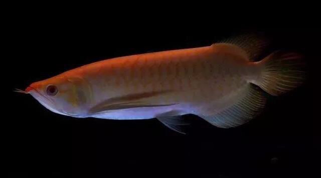 紅眼白子龍魚怎么養殖的：紅眼白子龍魚怎么養殖