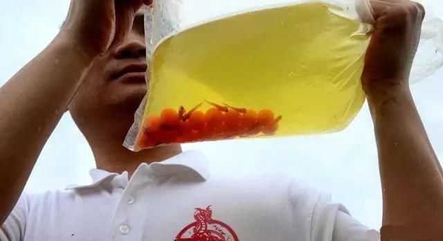 金龍魚值不值錢，金龍魚是否值錢需要從多個角度看待