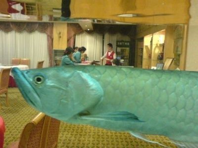 金龍魚值不值錢，金龍魚是否值錢需要從多個角度看待