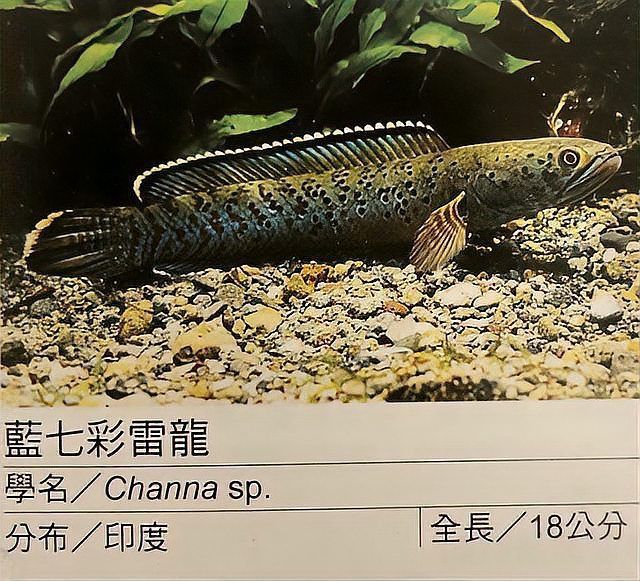 奶茶雷龍用多大缸