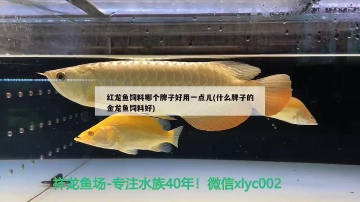 紅龍魚喂什么魚飼料好（紅龍魚飼料品牌哪個好）