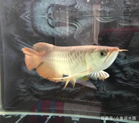 為什么龍魚國內不能繁殖：家庭繁殖龍魚的技巧，龍魚繁殖場地要求詳解,如何辨別龍魚性別？