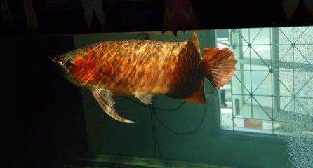 龍魚(yú)死了有什么忌諱（龍魚(yú)死亡會(huì)影響家庭運(yùn)勢(shì)嗎？）