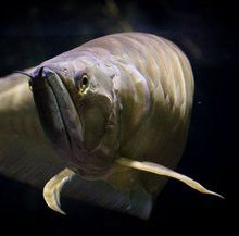 有沒(méi)有長(zhǎng)不大的銀龍魚(yú)圖片