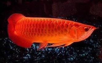 黃金龍魚的養殖方法（黃金龍魚的養殖方法和注意事項）