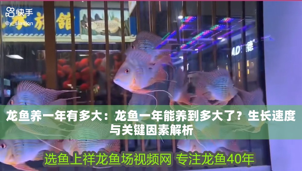 龍魚養一年有多大：龍魚一年能養到多大了？生長速度與關鍵因素解析