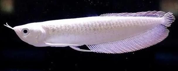 雪龍魚的圖片和介紹大全
