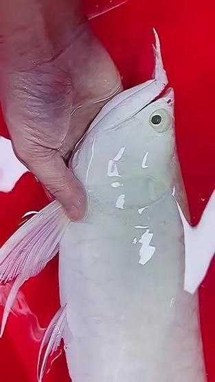 雪龍魚的圖片和介紹大全