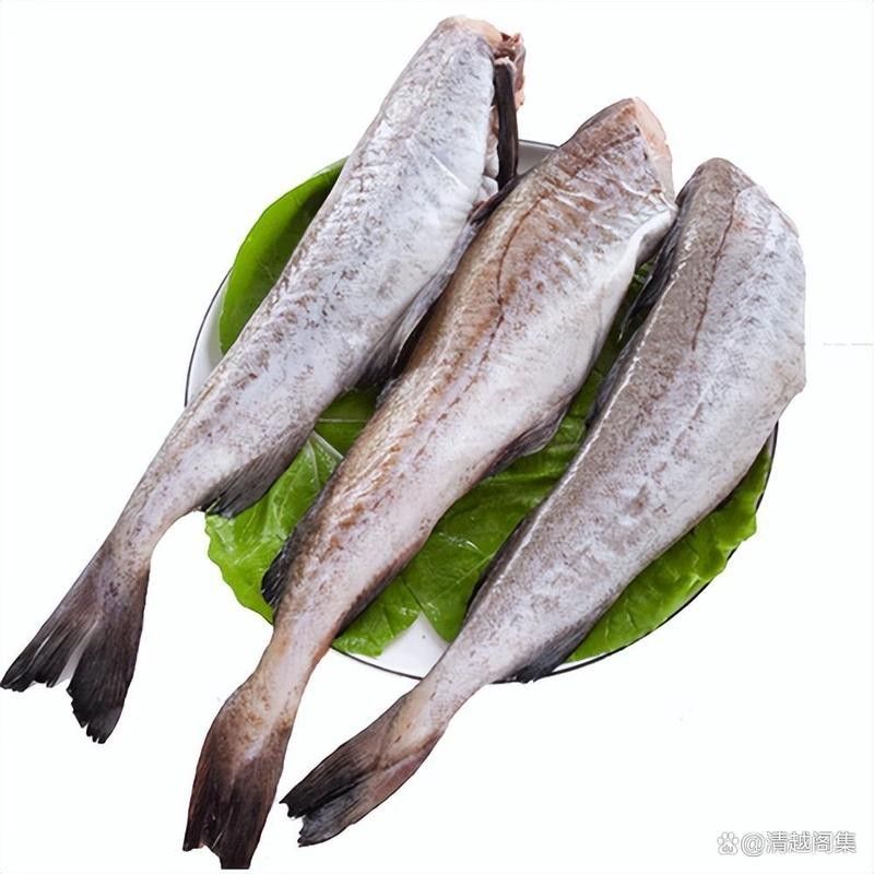 雪龍魚的圖片和介紹大全